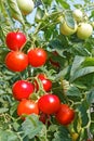 Many rounded red and green tomato fruits in greenhouse Royalty Free Stock Photo