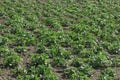 Many rows of bushes of green potato bushes Royalty Free Stock Photo