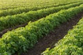 Many rows of green tomato plants, on agricultural land, in backlit sunlight Royalty Free Stock Photo