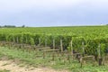 Many rows vineyard grape view landscape Royalty Free Stock Photo