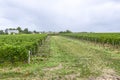 Many rows vineyard grape view landscape Royalty Free Stock Photo