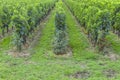 Many rows vineyard grape view landscape Royalty Free Stock Photo