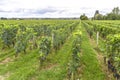 Many rows vineyard grape view landscape Royalty Free Stock Photo