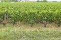 Many rows vineyard grape view landscape