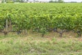 Many rows vineyard grape view landscape Royalty Free Stock Photo