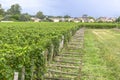 Many rows vineyard grape view landscape Royalty Free Stock Photo