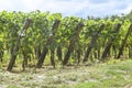 Many rows vineyard grape view landscape Royalty Free Stock Photo