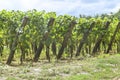 Many rows vineyard grape view landscape