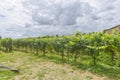 Many rows vineyard grape view landscape Royalty Free Stock Photo