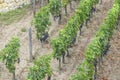 Many rows vineyard grape view landscape