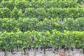 Many rows vineyard grape view landscape Royalty Free Stock Photo