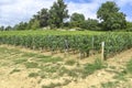 Many rows vineyard grape view landscape Royalty Free Stock Photo