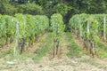 Many rows vineyard grape view landscape Royalty Free Stock Photo