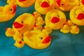 Many rubber yellow toy ducks floating in children`s pool Royalty Free Stock Photo