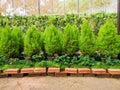 Pine trees in flowerpot at greenhouse