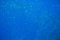 Many sardine fishes in blue water. Seafish underwater photo. Pelagic fish colony carousel in seawater