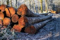 Sawn-off tree trunks piled up in the forest in winter Royalty Free Stock Photo