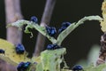 Many scarabs perched on flowers in nature.