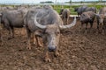 Many Sea Buffaloes residents of enclosure at Talay Noi is a river basin at the topmost of Songkhla Lake. Phatthalung Province, Tha