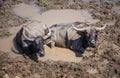 Many Sea Buffalos eating grass