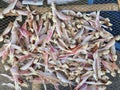 Many sea fish. Sliced sea fish wilts in the open air. Withering fish in the sun. sun-dried jerky fish. Thailand seafood Royalty Free Stock Photo