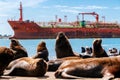 Many sea lions are on the beach next to the Necochea harbor in Argentina. In the background, a bulk carrier ship entering the Port Royalty Free Stock Photo