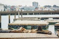 Many sea lions on Pier 39 in San Francisco Royalty Free Stock Photo