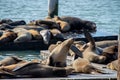 Many sea lions on Pier 39 in San Francisco, California, USA. Royalty Free Stock Photo