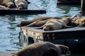 Many sea lions on Pier 39 in San Francisco, California, USA. Royalty Free Stock Photo