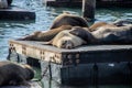 Many sea lions on Pier 39 in San Francisco, California, USA. Royalty Free Stock Photo