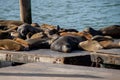 Many sea lions on Pier 39 in San Francisco, California, USA. Royalty Free Stock Photo