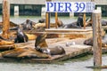 Many sea lions on Pier 39 in San Francisco, California, USA Royalty Free Stock Photo