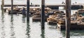 Many Sea lions sunbathe on pier 39 in San Francisco USA Royalty Free Stock Photo