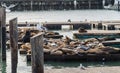 Many Sea lions sunbathe on pier 39 in San Francisco USA Royalty Free Stock Photo