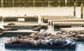 Many Sea lions sunbathe on pier 39 in San Francisco USA Royalty Free Stock Photo