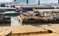 Many Sea lions sunbathe on pier 39 in San Francisco USA Royalty Free Stock Photo