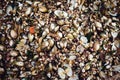 Many sea shells of oysters lie on the shore Royalty Free Stock Photo