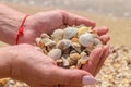 Many sea shells are in women`s palms. A handful of seashells are in women`s palms. Beach vacation concept