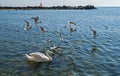 Many seabirds, gulls and a swan, eat near the shore