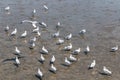 many Seagull Royalty Free Stock Photo