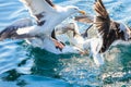 Many seagull birds fishing in the sea Royalty Free Stock Photo
