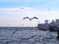 Many seagull birds flying free over sea Royalty Free Stock Photo