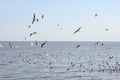 Many seagull flying Royalty Free Stock Photo
