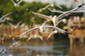 Many seagull flying Royalty Free Stock Photo
