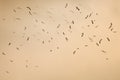 Many seagull flying among on the sky in evening time Royalty Free Stock Photo