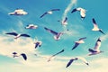 Many seagull flying among on the sky Royalty Free Stock Photo