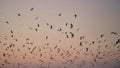 Many seagulls on the background of the sky at sunset, dawn. Silhouettes of wild birds. Sea travel. Beautiful natural banner,