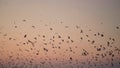 Many seagulls on the background of the sky at sunset, dawn. Silhouettes of wild birds. Sea travel. Beautiful natural banner,