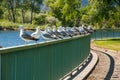 Many seagulls on a fence one facing the wrong way