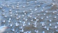 Many seagulls floating and relaxing on the water and the others flying in the air